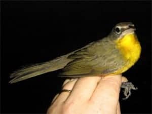 The Yellow-breasted Chat PIBO image of The Yellow-breasted Chat