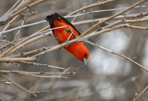 Unusual birds observed at PIBO Unusual birds observed at PIBO