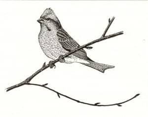Birds in History PIBO image for Birds in History