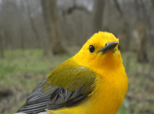 Prothonotary Warbler, by Sumiko Onishi Prothonotary Warbler, by Sumiko Onishi