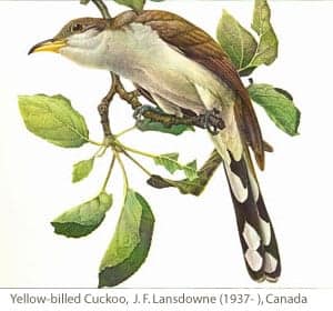 PIBO image, Yellow-billed Cuckoo painted by J.F. Lansdowne.