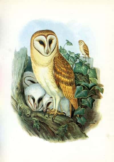 Henry Constantine Richter - Barn Owl