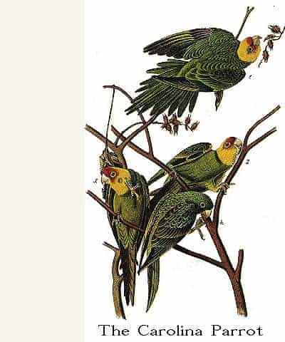 J. J. Audubon - The Carolina Parrot