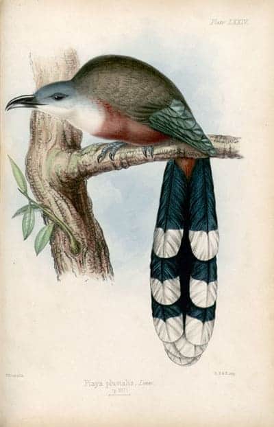 Philip Henry Gosse - Chestnut Bellied Cuckoo