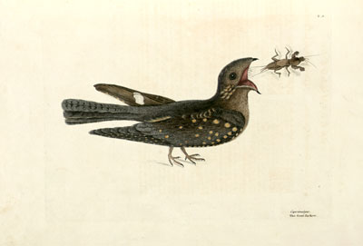 Mark Catesby - Goatsucker Mark Catesby - Goatsucker