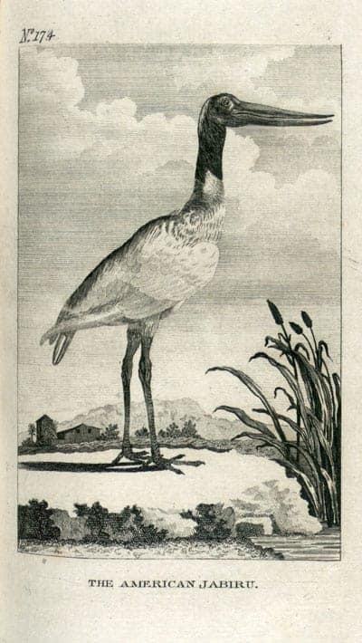 Leclerc - Jabiru Leclerc - Jabiru