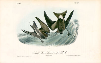 J. J. Audubon - Leachs Petrel