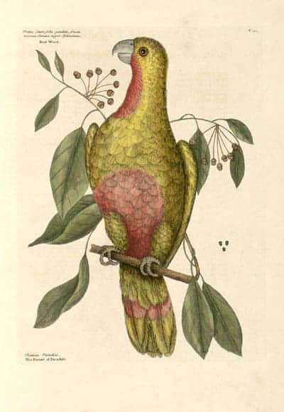 Mark Catesby - Parrot of Paradise Mark Catesby - Parrot of Paradise