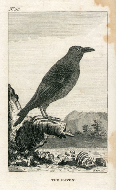 Leclerc - Raven Leclerc - Raven