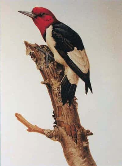 J. Fenwick Lansdowne - Red-headed Woodpecker