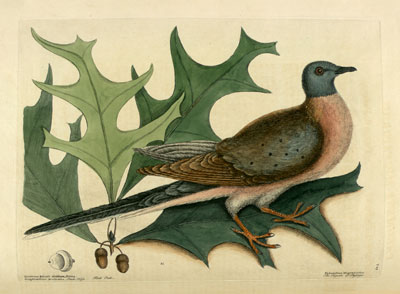 Mark Catesby - The Pigeon of Passage Mark Catesby - The Pigeon of Passage