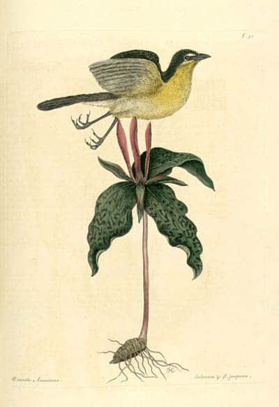 Mark Catesby - Yellow-breasted Chat Mark Catesby - Yellow-breasted Chat