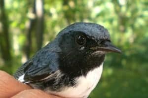 PIBO photo of Black-throated Blue Warbler