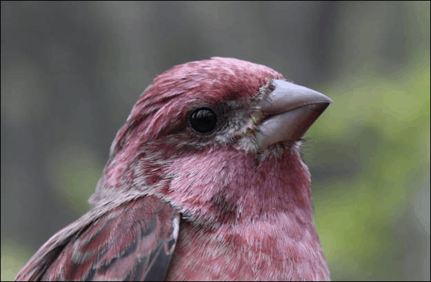 Migration Summary November 1st – 15th, 2012