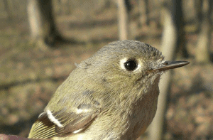Ruby-crowned Kinglet, by Sumiko Onishi