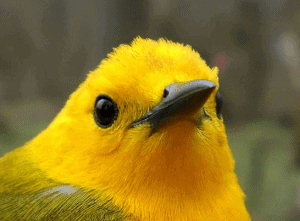 Prothonotary Warbler, by Sumiko Onishi