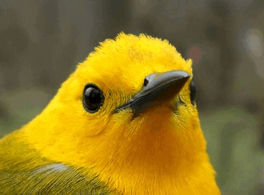 PIBO Migration Summary (April 21 – 30, 2013)