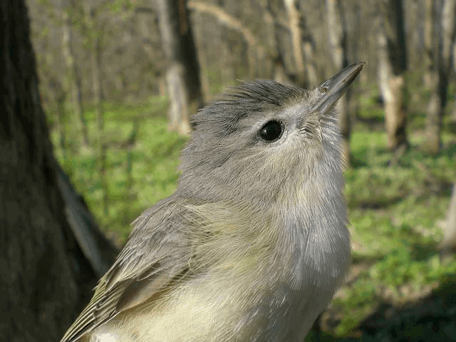 PIBO Migration Summary (May 1- 10, 2013)
