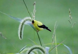 American Goldfinch, by Sumiko Onishi