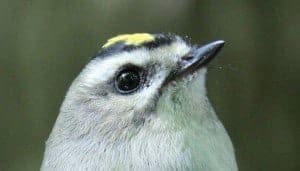 Golden-crowned Kinglet, by Sumiko Onishi