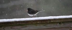 Dark-eyed Juncos are a common sight at feeders in the winter. Photo by Sumiko Onishi.