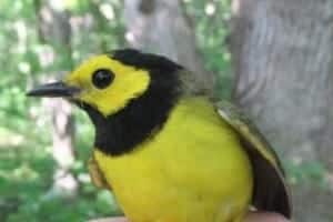 Hooded Warbler, by Sachiko Schott