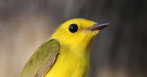 Female Hooded Warbler, by Sumiko Onishi