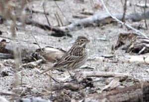 Vesper Sparrow, by Sumiko Onishi