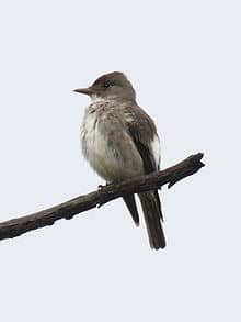 Olive-Sided Flycatcher