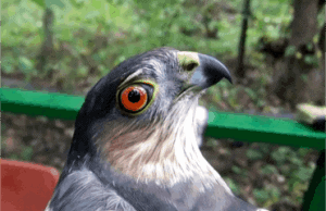 AHY Sharp-Shinned Hawk. Photo by Sachiko Schott.