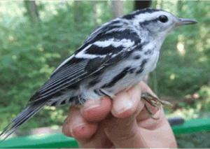 Black and White Warbler by Sachi Schott