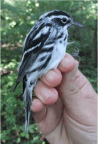 Black-and-White Warbler, after hatch-year male. Photo by Sachi Schott