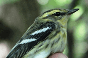 Blackburnian Warbler photo by Sumiko Onishi