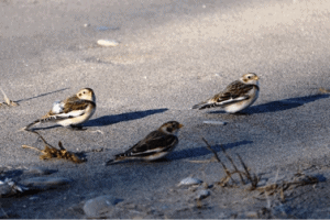 Snow Buntings on Pelee Island (Photo Sumiko Onishi)