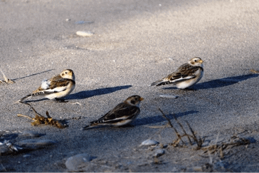 Erie Islands Audubon Christmas Bird Count 2014