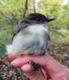 Eastern Phoebe. Photo by Sachiko Schott