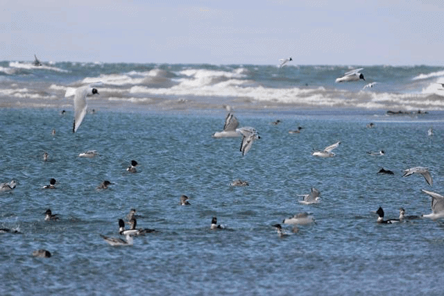 Gulls and mergansers photo – Sumiko Onishi