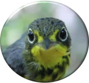 canada_warbler