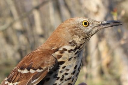 PIBO Migration Summary April 21st-30th, 2016