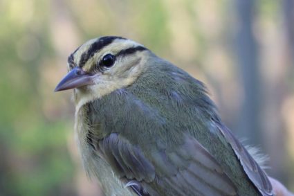 Migration Summary May 11-20, 2016
