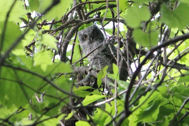 eastern screetch owl SO 16