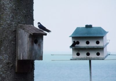 PIBO Migration Summary April 1st- 15th 2017