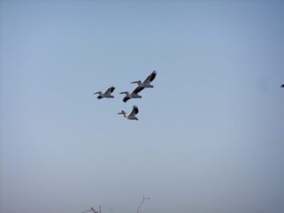 Migration Summary June 1st- June 11th, 2017