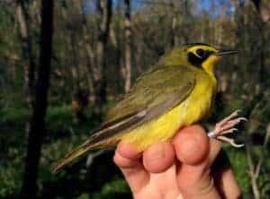 Kentucky_warbler_Alice_Pintaric_2017