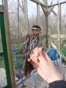 female_red_winged_blackbird_SS_2017