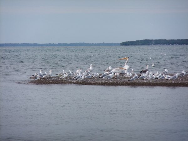Migration Summary August 1st- 17th, 2017