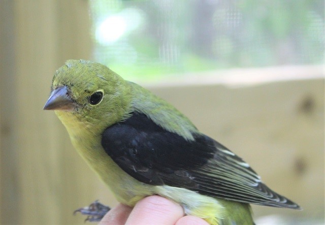 male hatch year scarlet tanager SO 2017