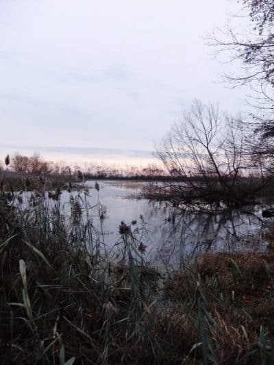 Migration Summary November 1st to 15th, 2017