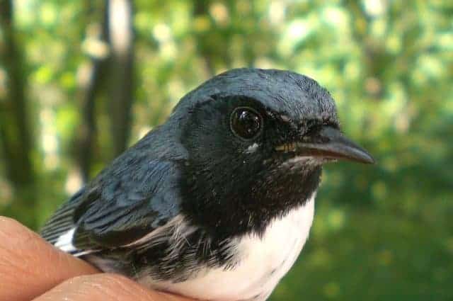 Census Report: Numerous Thrushes