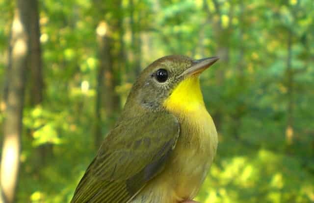 Census Report: Swainson’s Thrushes